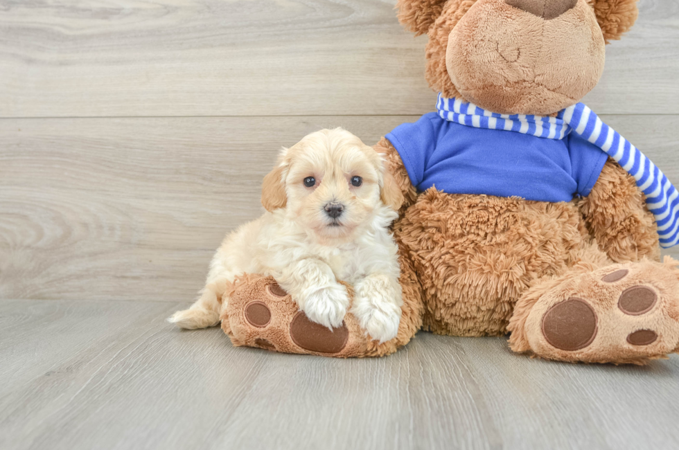 7 week old Maltipoo Puppy For Sale - Pilesgrove Pups