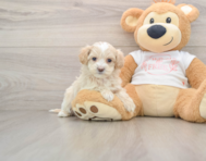 8 week old Maltipoo Puppy For Sale - Pilesgrove Pups