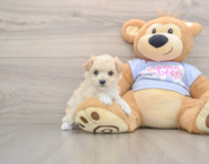 7 week old Maltipoo Puppy For Sale - Pilesgrove Pups