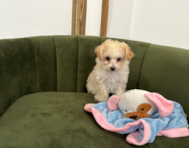 12 week old Maltipoo Puppy For Sale - Pilesgrove Pups
