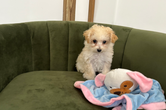 Cute Maltipoo Poodle Mix Pup