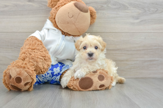 Maltipoo Pup Being Cute