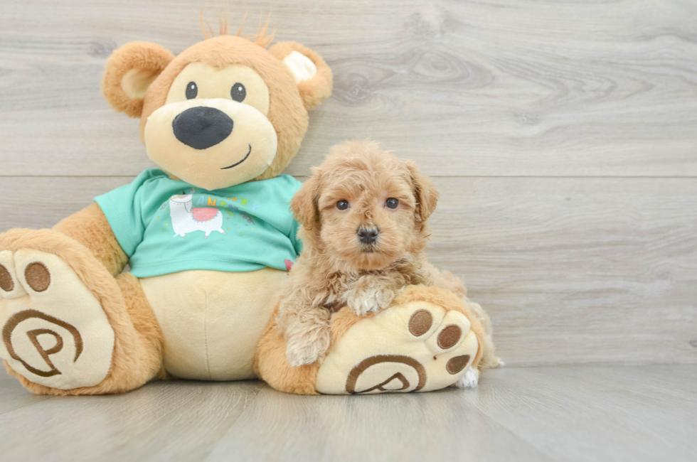 7 week old Maltipoo Puppy For Sale - Pilesgrove Pups