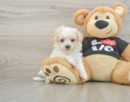 8 week old Maltipoo Puppy For Sale - Pilesgrove Pups