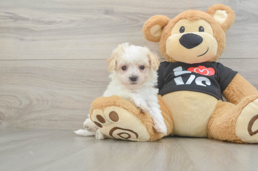 6 week old Maltipoo Puppy For Sale - Pilesgrove Pups