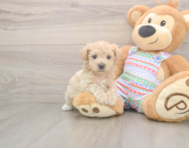 6 week old Maltipoo Puppy For Sale - Pilesgrove Pups