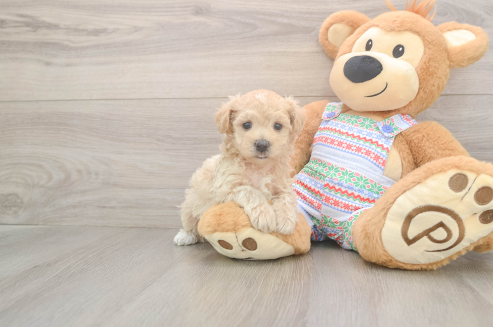 5 week old Maltipoo Puppy For Sale - Pilesgrove Pups