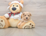 7 week old Maltipoo Puppy For Sale - Pilesgrove Pups