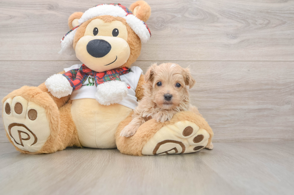 5 week old Maltipoo Puppy For Sale - Pilesgrove Pups