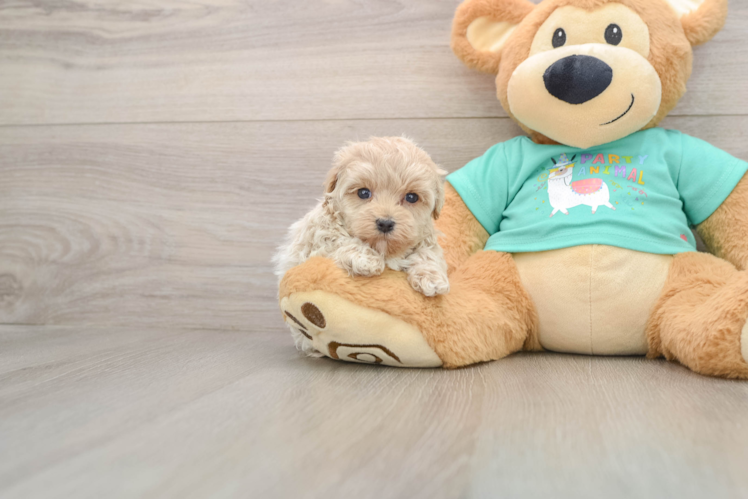 Playful Malt Oodle Poodle Mix Puppy