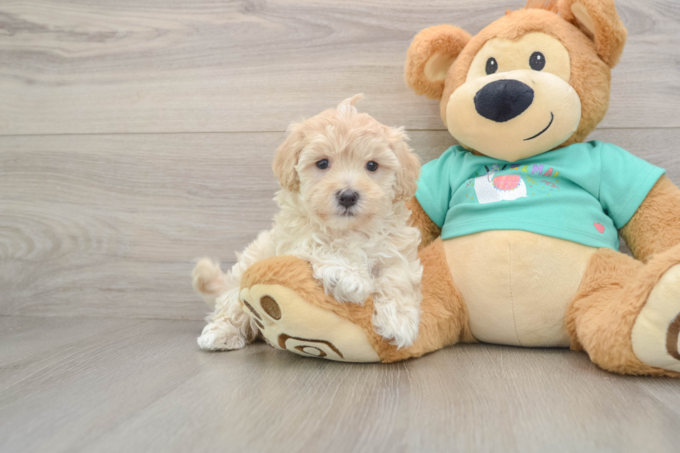 Maltipoo Puppy for Adoption