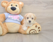 9 week old Maltipoo Puppy For Sale - Pilesgrove Pups