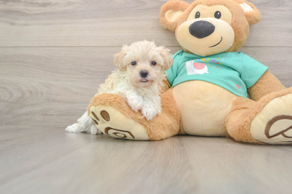 Maltipoo Pup Being Cute