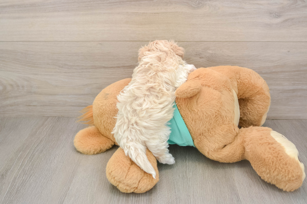 Maltipoo Puppy for Adoption