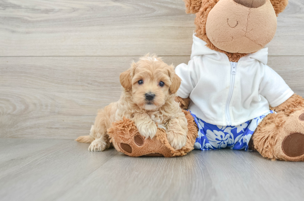 6 week old Maltipoo Puppy For Sale - Pilesgrove Pups