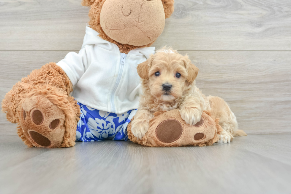 Smart Maltipoo Poodle Mix Pup