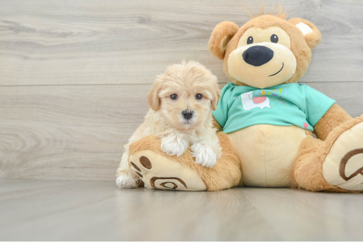 Fluffy Maltipoo Poodle Mix Pup