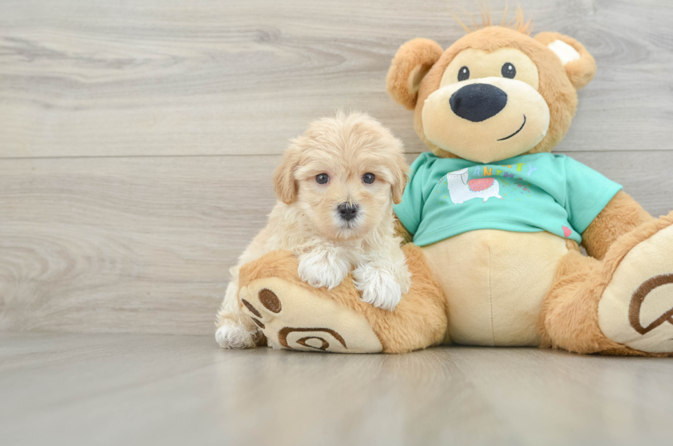 7 week old Maltipoo Puppy For Sale - Pilesgrove Pups