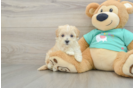 Maltipoo Puppy for Adoption