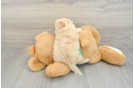 Popular Maltipoo Poodle Mix Pup