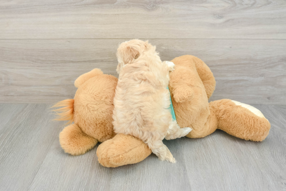 Popular Maltipoo Poodle Mix Pup