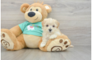 Playful Multipoo Poodle Mix Puppy
