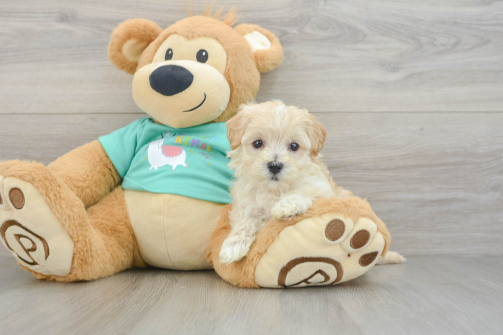 Playful Multipoo Poodle Mix Puppy