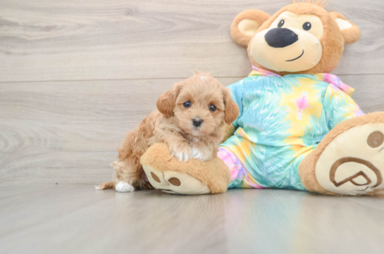 Fluffy Maltipoo Poodle Mix Pup