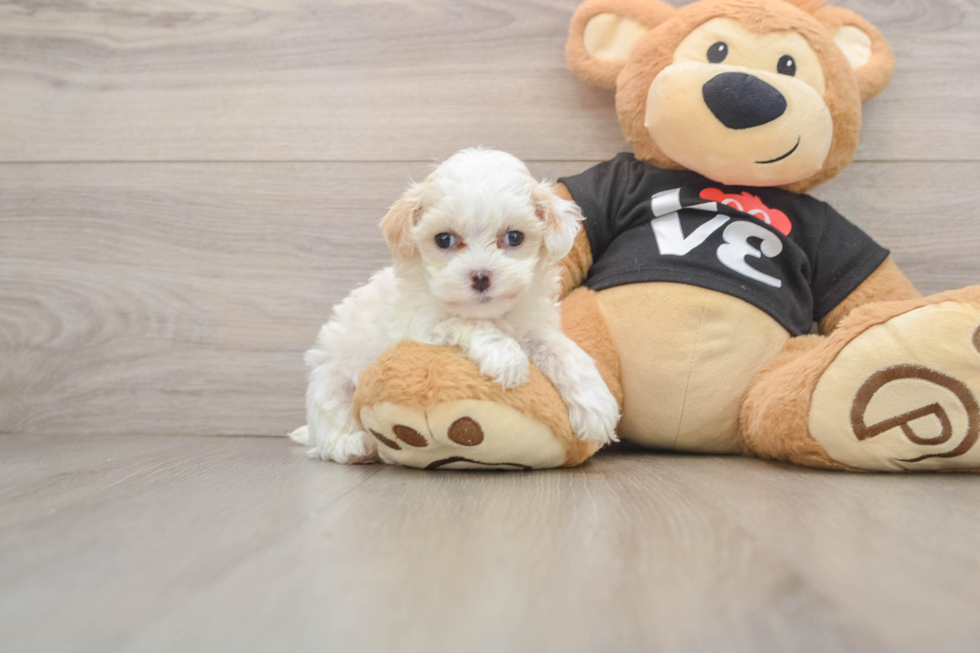 Best Maltipoo Baby