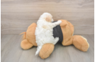 Maltipoo Puppy for Adoption