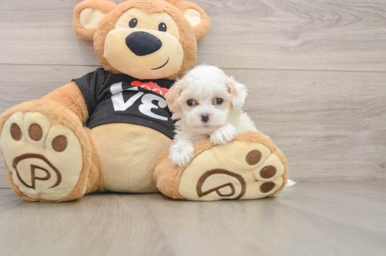 Petite Maltipoo Poodle Mix Pup