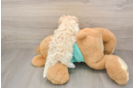 Maltipoo Puppy for Adoption