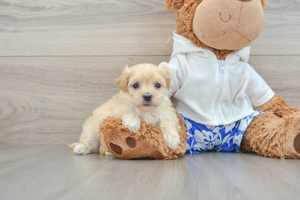 Smart Maltipoo Poodle Mix Pup