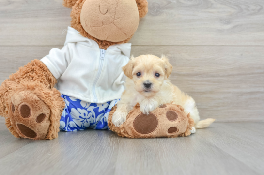 Maltipoo Pup Being Cute