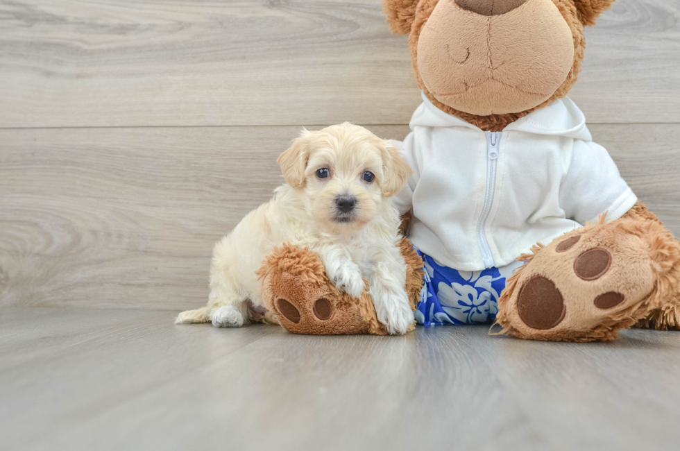 7 week old Maltipoo Puppy For Sale - Pilesgrove Pups