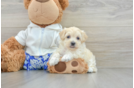 Maltipoo Pup Being Cute