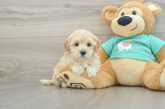 Fluffy Maltipoo Poodle Mix Pup