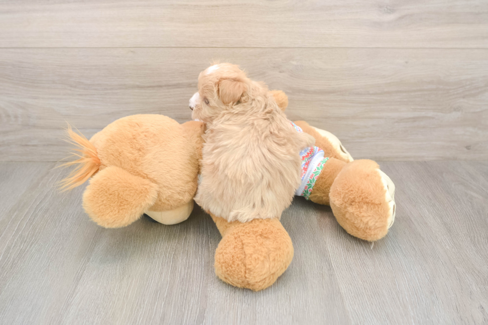 Hypoallergenic Multipoo Poodle Mix Puppy