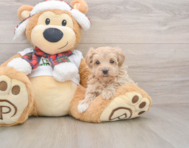8 week old Maltipoo Puppy For Sale - Pilesgrove Pups