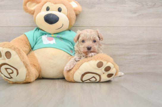 Maltipoo Puppy for Adoption