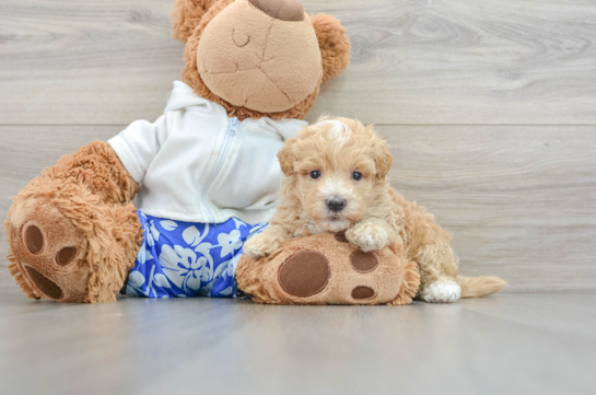 Friendly Maltipoo Baby