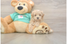 Maltipoo Puppy for Adoption