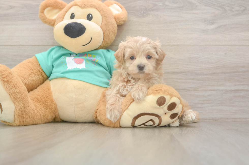 5 week old Maltipoo Puppy For Sale - Pilesgrove Pups