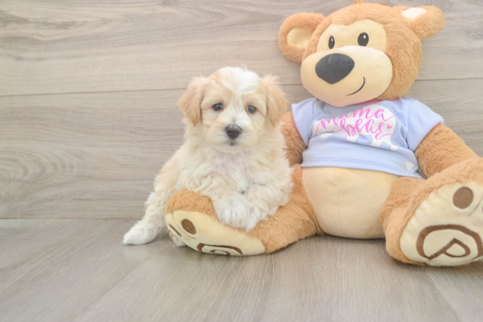 Energetic Malt a Poo Poodle Mix Puppy