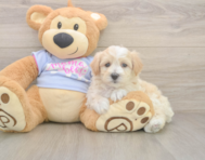 8 week old Maltipoo Puppy For Sale - Pilesgrove Pups