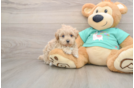 Cute Maltipoo Baby
