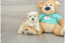 Hypoallergenic Moodle Poodle Mix Puppy