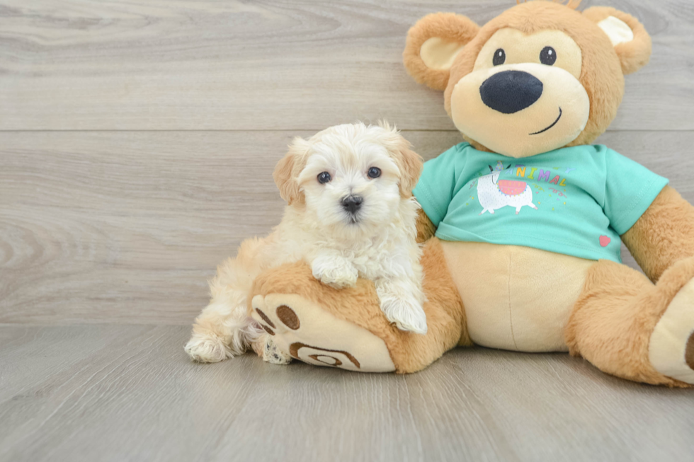 Hypoallergenic Moodle Poodle Mix Puppy