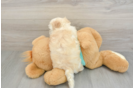 Funny Maltipoo Poodle Mix Pup