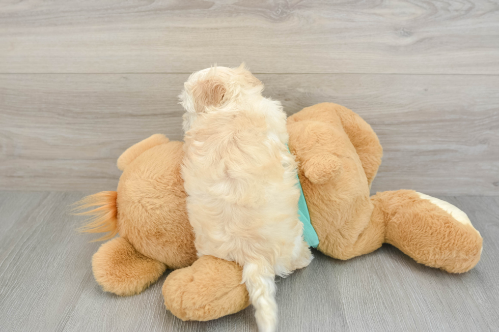 Funny Maltipoo Poodle Mix Pup